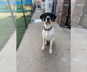 Baki - Male Great Dane-Pointer Mix Dog for Adoption - Photo #3