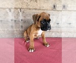 Litter of 9 - Male(s) and Female(s) BoxerLitter of Puppies for Sale - Photo #24