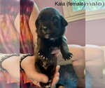 Small Labrador Retriever Mix