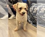 Small #1 Poodle (Miniature) Mix
