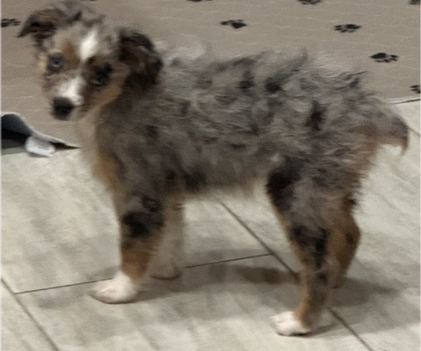 Medium Photo #6 Miniature Australian Shepherd Puppy For Sale in FORT MYERS, FL, USA