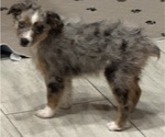 Small #5 Miniature Australian Shepherd