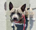 Small Staffordshire Bull Terrier