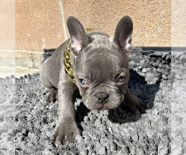 Medium Photo #3 French Bulldog Puppy For Sale in PICO RIVERA, CA, USA