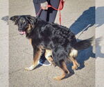 Small #3 Bernese Mountain Dog Mix