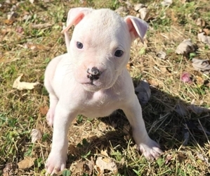 American Bulldog Puppy for sale in WEST GROVE, PA, USA