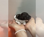 Small #4 Poodle (Standard)