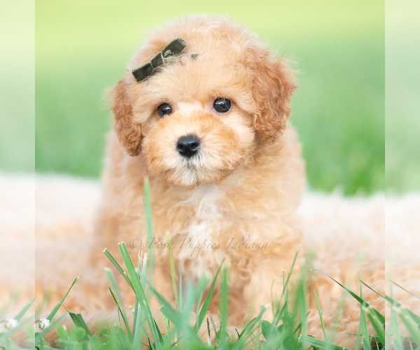 Medium Photo #6 Poodle (Toy) Puppy For Sale in WARSAW, IN, USA