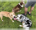 Small #6 Labrador Retriever Mix