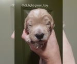 Small Photo #13 Bordoodle Puppy For Sale in COPPERAS COVE, TX, USA