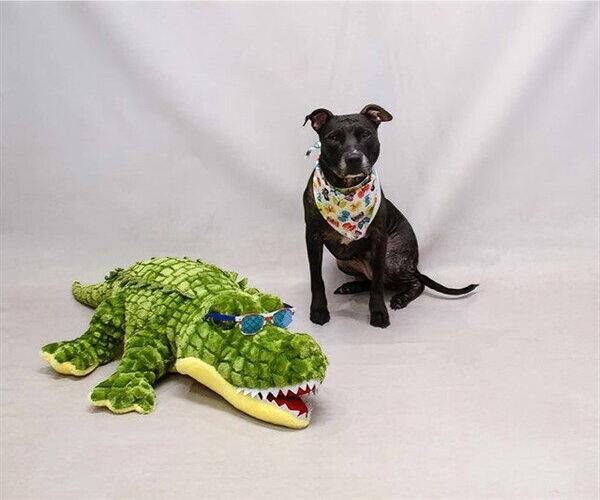 Medium Photo #2 Labrador Retriever-Unknown Mix Puppy For Sale in Sanford, FL, USA