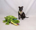 Small #1 Labrador Retriever Mix