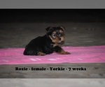Small Photo #2 Yorkshire Terrier Puppy For Sale in CLARKRANGE, TN, USA