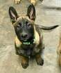 Small Photo #2 Belgian Malinois Puppy For Sale in HAMILTON, OH, USA