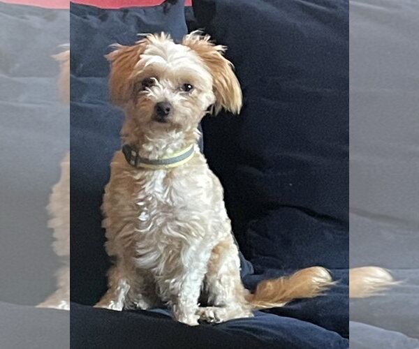 Medium Photo #2 Mal-Shi Puppy For Sale in San Francisco, CA, USA