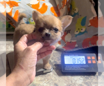 Small #20 Chihuahua