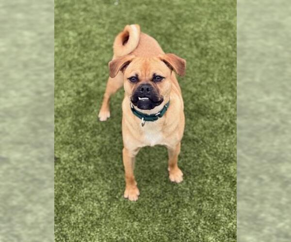 Medium Photo #2 Puggle Puppy For Sale in San Martin, CA, USA