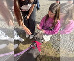 Small Photo #5 Mutt Puppy For Sale in Mount Laurel, NJ, USA