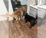Small #2 Retriever  Mix