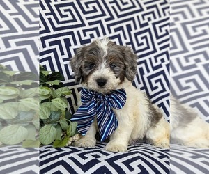 Miniature Bernedoodle Puppy for sale in OXFORD, PA, USA