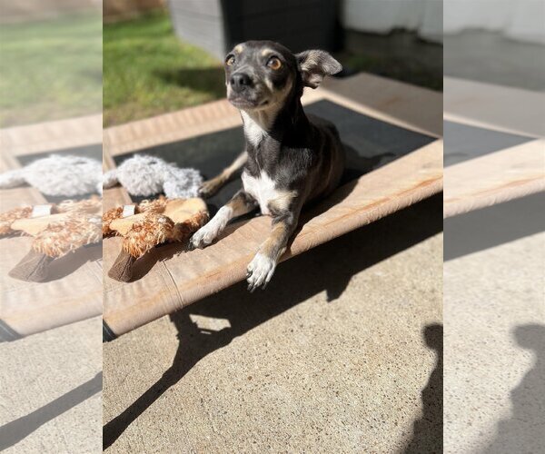Medium Photo #4 Chihuahua Puppy For Sale in Rosenberg, TX, USA