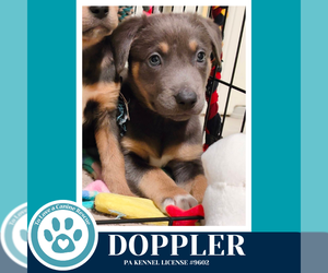 Labrador Retriever-Unknown Mix Dogs for adoption in Kimberton, PA, USA