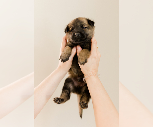 Medium Photo #9 Belgian Malinois Puppy For Sale in LYNCHBURG, VA, USA