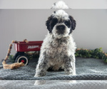 Puppy Oreo Poodle (Miniature)-Portuguese Water Dog Mix