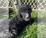 Small #5 Goldendoodle