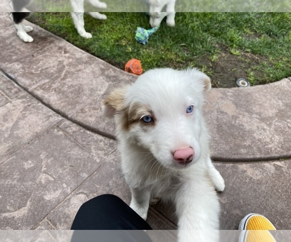 Medium Photo #20 Border Collie Puppy For Sale in CHULA VISTA, CA, USA