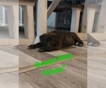 Small #5 Cane Corso