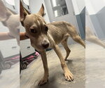 Small American Pit Bull Terrier-Siberian Husky Mix