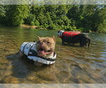 Small #5 Bulldog Mix