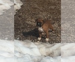 Small Photo #14 Boxer Puppy For Sale in AFTON, WY, USA