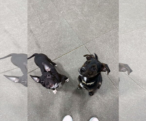 Medium Photo #8 American Bulldog-Unknown Mix Puppy For Sale in Oro Medonte, Ontario, Canada