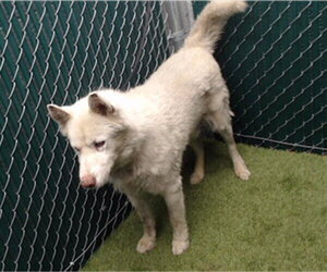 Siberian Husky-Unknown Mix Dogs for adoption in Downey, CA, USA
