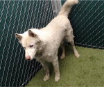 SNOWBALL - Male Siberian Husky-Unknown Mix Dog for Adoption - Small photo