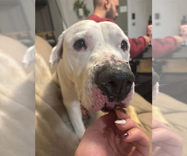 Medium Photo #2 American Pit Bull Terrier-Unknown Mix Puppy For Sale in Germantown, OH, USA