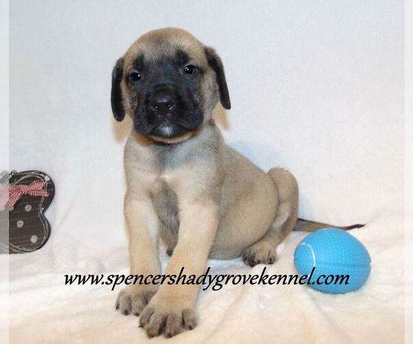 Medium Photo #4 Mastiff Puppy For Sale in CABOOL, MO, USA