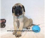 Small #3 Mastiff
