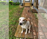 Small #1 Labrador Retriever Mix