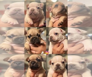 French Bulldog Puppy for sale in BLOOMINGTON, CA, USA