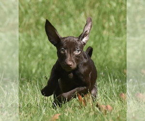 Franzi - Female Chocolate Labrador retriever-Pointer Mix Dog for Adoption - Photo #8