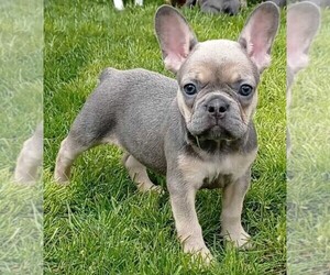 French Bulldog Puppy for sale in JACKSONVILLE, FL, USA
