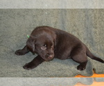 Small #2 Labrador Retriever