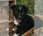 Puppy Ivy Miniature Australian Shepherd