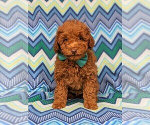 Medium Labradoodle-Poodle (Miniature) Mix