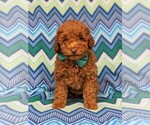 Small Photo #1 Labradoodle-Poodle (Miniature) Mix Puppy For Sale in KIRKWOOD, PA, USA
