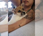 Small Jack Chi