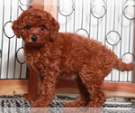 Small #2 Goldendoodle (Miniature)